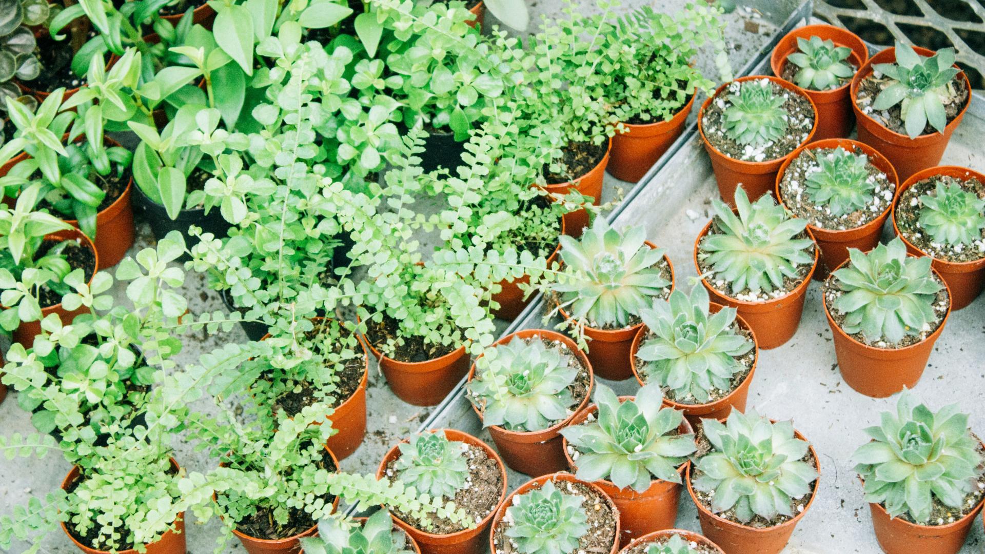various indoor plants in ceramic pots